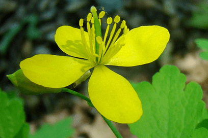 fiore di celidonia per la rimozione del papilloma